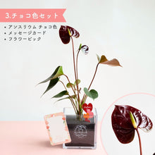 画像をギャラリービューアに読み込む, 【母の日ギフト】土を使わない観葉植物テーブルプランツ(Table Plants) CUBE アンスリウム セット
