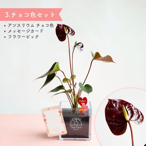 【母の日ギフト】土を使わない観葉植物テーブルプランツ(Table Plants) CUBE アンスリウム セット