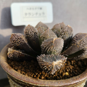 【一点物】ハオルチア・タランチュラ 3号 信楽焼（丸鉢）セット