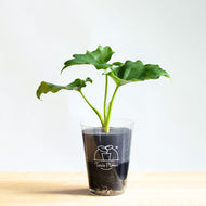 【土を使わない観葉植物】テーブルプランツ(Table Plants) フィロデンドロン・セローム　※数量限定