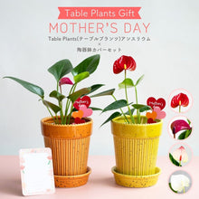 画像をギャラリービューアに読み込む, 【母の日ギフト】土を使わない観葉植物テーブルプランツ(Table Plants) アンスリウム×陶器鉢セット

