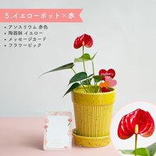 画像をギャラリービューアに読み込む, 【母の日ギフト】土を使わない観葉植物テーブルプランツ(Table Plants) アンスリウム×陶器鉢セット
