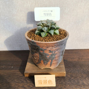 【一点物】ハオルチア・雪景色 3号 信楽焼セット