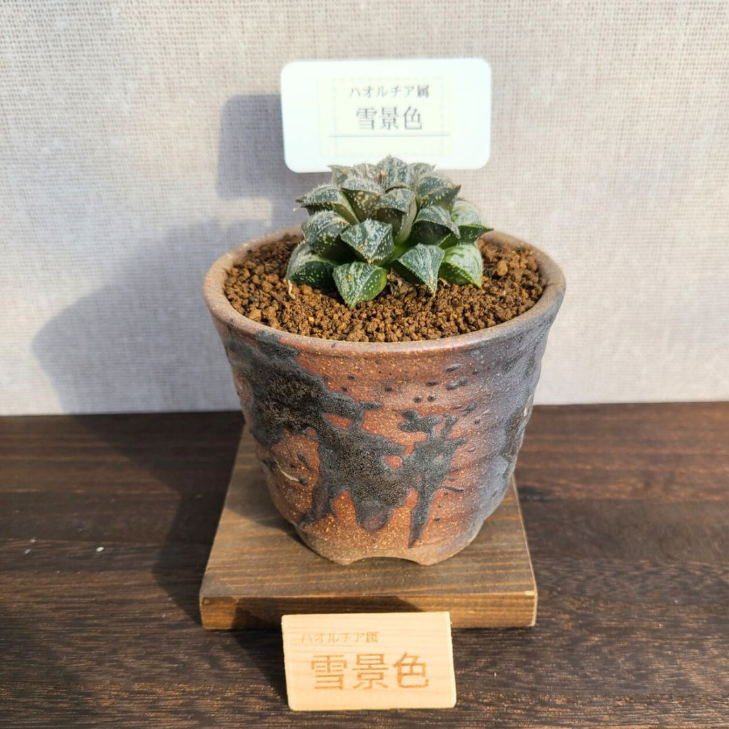 【一点物】ハオルチア・雪景色 3号 信楽焼セット