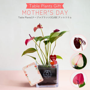 【母の日ギフト】土を使わない観葉植物テーブルプランツ(Table Plants) CUBE アンスリウム セット