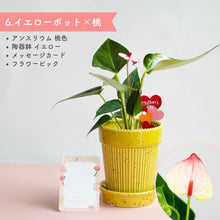 画像をギャラリービューアに読み込む, 【母の日ギフト】土を使わない観葉植物テーブルプランツ(Table Plants) アンスリウム×陶器鉢セット
