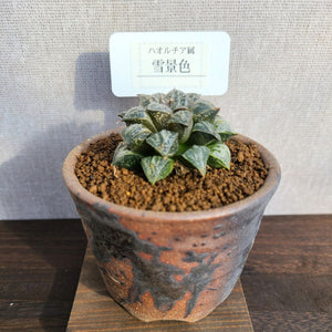 【一点物】ハオルチア・雪景色 3号 信楽焼セット