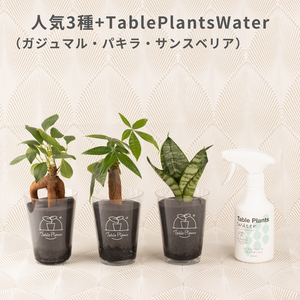 【土を使わない観葉植物】テーブルプランツ(Table Plants) お得なおすすめセット　