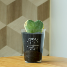 画像をギャラリービューアに読み込む, 【土を使わない観葉植物】テーブルプランツ(Table Plants) ハートホヤ
