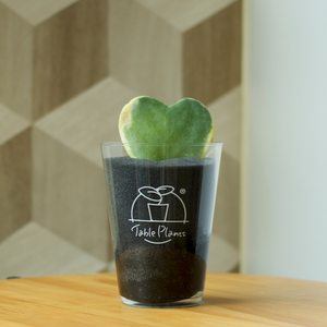 【土を使わない観葉植物】テーブルプランツ(Table Plants) ハートホヤ