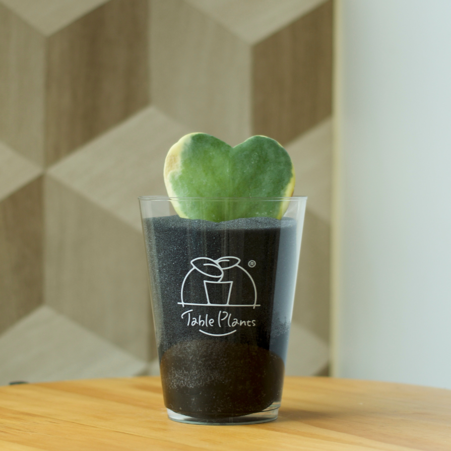 【土を使わない観葉植物】テーブルプランツ(Table Plants) ハートホヤ