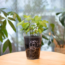 画像をギャラリービューアに読み込む, 【土を使わないハーブ】しそ(紫蘇)　Table Plants(テーブルプランツ)
