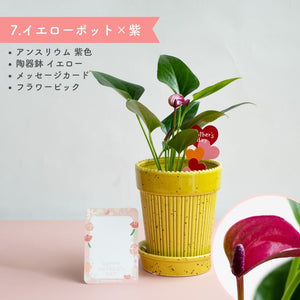 【母の日ギフト】土を使わない観葉植物テーブルプランツ(Table Plants) アンスリウム×陶器鉢セット