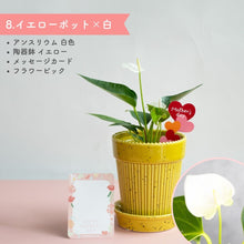 画像をギャラリービューアに読み込む, 【母の日ギフト】土を使わない観葉植物テーブルプランツ(Table Plants) アンスリウム×陶器鉢セット
