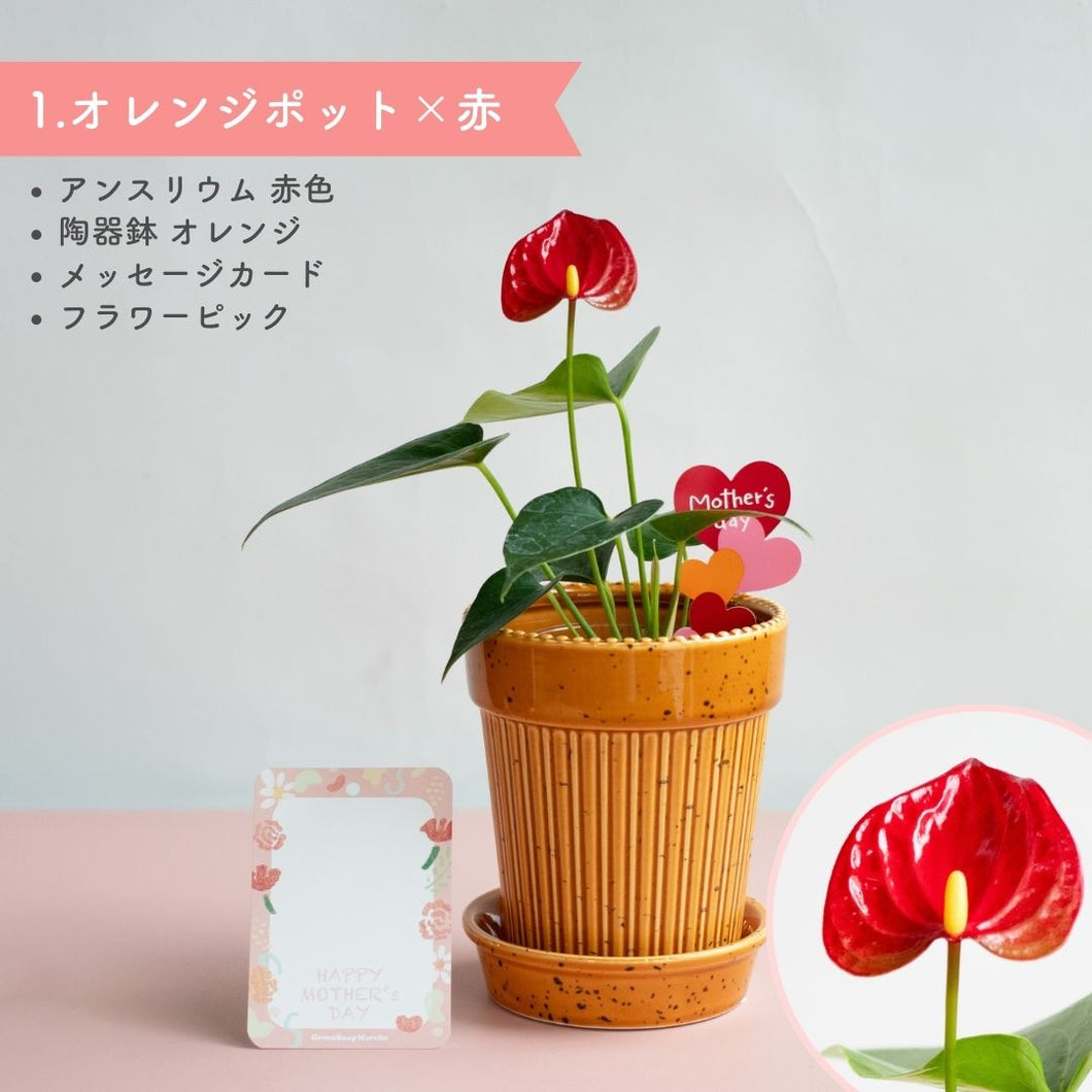 【母の日ギフト】土を使わない観葉植物テーブルプランツ(Table Plants) アンスリウム×陶器鉢セット