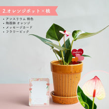 画像をギャラリービューアに読み込む, 【母の日ギフト】土を使わない観葉植物テーブルプランツ(Table Plants) アンスリウム×陶器鉢セット
