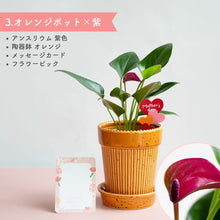 画像をギャラリービューアに読み込む, 【母の日ギフト】土を使わない観葉植物テーブルプランツ(Table Plants) アンスリウム×陶器鉢セット
