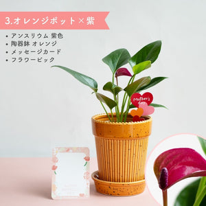 【母の日ギフト】土を使わない観葉植物テーブルプランツ(Table Plants) アンスリウム×陶器鉢セット