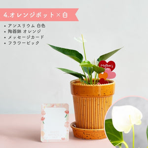 【母の日ギフト】土を使わない観葉植物テーブルプランツ(Table Plants) アンスリウム×陶器鉢セット