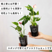 画像をギャラリービューアに読み込む, 【母の日ギフト】土を使わない観葉植物テーブルプランツ(Table Plants) アンスリウム×陶器鉢セット
