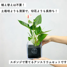 画像をギャラリービューアに読み込む, 【母の日ギフト】土を使わない観葉植物テーブルプランツ(Table Plants) CUBE アンスリウム セット
