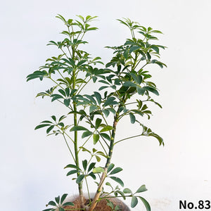 カポック(シェフレラ) 7号 沖縄の観葉植物 高さ約80~90cm No.82-85