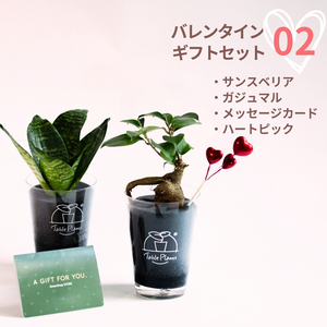 【ValentineGIFT】土を使わない観葉植物 テーブルプランツ（Table Plants）バレンタインセット 数量限定