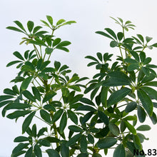 画像をギャラリービューアに読み込む, カポック(シェフレラ) 7号 沖縄の観葉植物 高さ約80~90cm No.82-85
