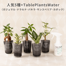 画像をギャラリービューアに読み込む, 【土を使わない観葉植物】テーブルプランツ(Table Plants) お得なおすすめセット　
