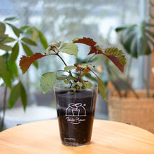 画像をギャラリービューアに読み込む, 【土を使わないハーブ】2種のしそ(紫蘇)セット　Table Plants(テーブルプランツ)
