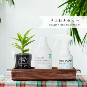 ※予約商品：10/4以降発送※【アカシア素材ケース付き】テーブルプランツ(Table Plants) +2種の活力剤セット（cu:Leaf / Table Plants Water ）　※土を使わない観葉植物