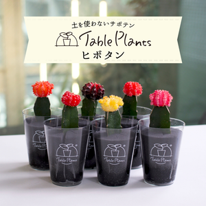 【土を使わないサボテン】テーブルプランツ(Table Plants)ヒボタン(緋牡丹)