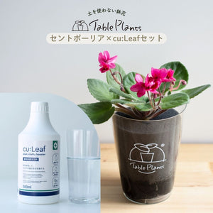 【土を使わない鉢花】テーブルプランツ(Table Plants) セントポーリア×cu:Leaf®(キュリーフ)500mlセット ※数量限定/予約商品