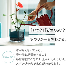 画像をギャラリービューアに読み込む, 【土を使わない観葉植物】テーブルプランツ(Table Plants CUBE) アロカシア・アマゾニカ
