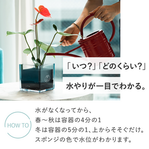 【土を使わないサボテン】テーブルプランツキューブ(Table PlantsCUBE)  スミエボシ