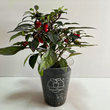 画像をギャラリービューアに読み込む, 【ボタニカルソイルCUP観葉】テーブルプランツ(Table Plants) 五色トウガラシMIX
