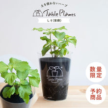 画像をギャラリービューアに読み込む, 【土を使わないハーブ】しそ(紫蘇)　Table Plants(テーブルプランツ)
