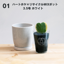 画像をギャラリービューアに読み込む, 【土を使わない観葉植物】テーブルプランツ(Table Plants)  ハートホヤ×リサイクルMIXポットセット　※数量限定
