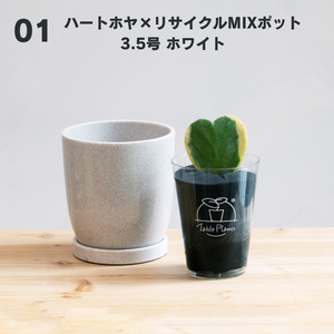 【土を使わない観葉植物】テーブルプランツ(Table Plants)  ハートホヤ×リサイクルMIXポットセット　※数量限定