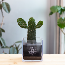 画像をギャラリービューアに読み込む, 【土を使わないサボテン】テーブルプランツキューブ(Table PlantsCUBE)  スミエボシ

