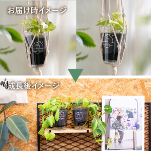 【土を使わない観葉植物】テーブルプランツ(Table Plants) オキシカラジウム