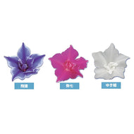【予約商品：6/14発送】アサガオ・かざぐるまシリーズ 3.5号 3色セット
