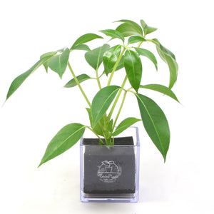 【土を使わない観葉植物】テーブルプランツ(Table Plants CUBE) ツピダンサス