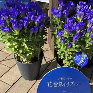 【予約商品：10/25発送】リンドウ 花巻銀河ブルー 1鉢