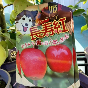【予約商品：9/15発送】リンゴ・長寿紅 1鉢