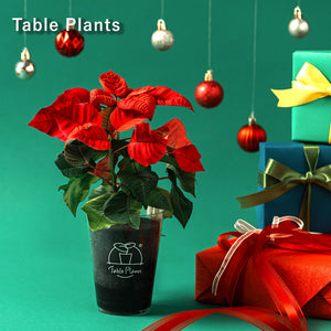 【土を使わない観葉植物】Table Plants(テーブルプランツ) ポインセチア