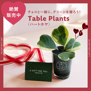【土を使わない観葉植物】テーブルプランツ（Table Plants）ハートホヤ（枝付き） バレンタインセット数量限定