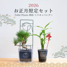 画像をギャラリービューアに読み込む, 【2026年お正月限定セット】テーブルプランツ黒松&amp;バンブーセット ※土を使わない観葉植物
