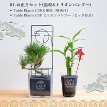 画像をギャラリービューアに読み込む, 【2026年お正月限定セット】テーブルプランツ黒松&amp;バンブーセット ※土を使わない観葉植物

