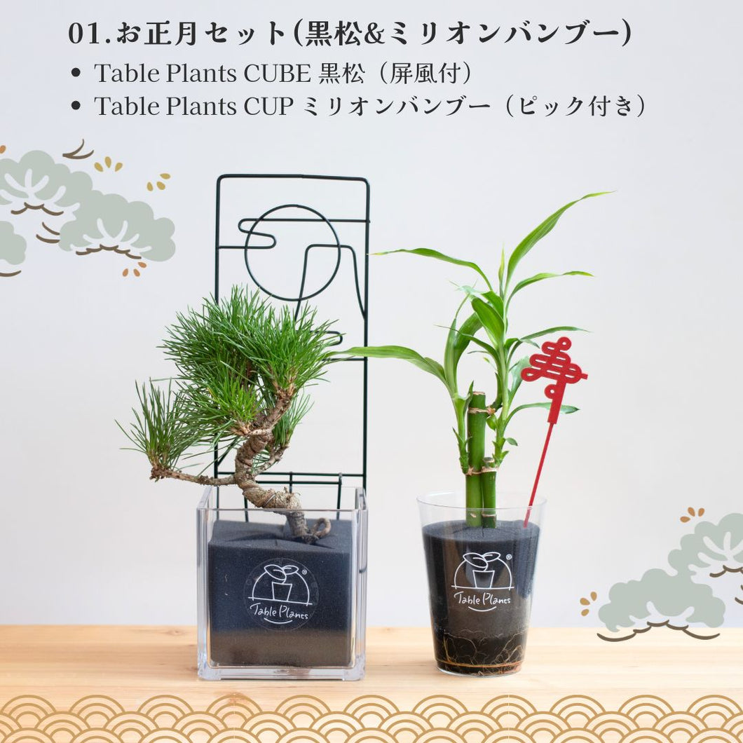 【2026年お正月限定セット】テーブルプランツ黒松&バンブーセット ※土を使わない観葉植物